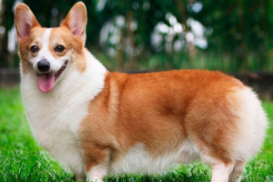 Velški corgi pembro Velški corgi pembro